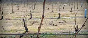 Grape vine in early spring