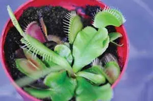 Venus flytrap plant