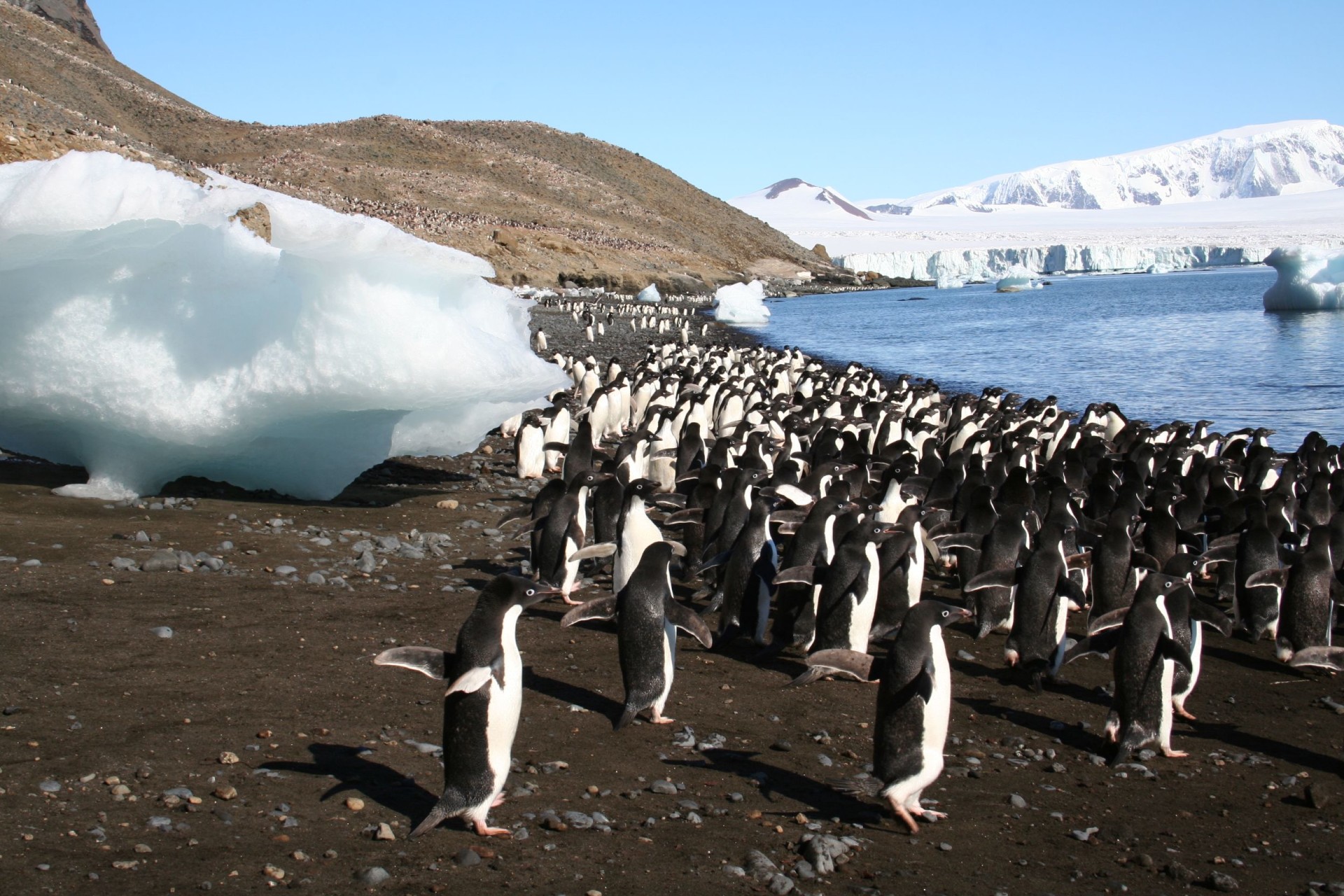 Hundreds of Adélie penguins — small penguins with white rings around their eyes — are gathered on a rocky black beach in Antarctica, dotted with small icebergs. In the background, beyond the beach and the water, a brown hillside abuts a stark white glacier.